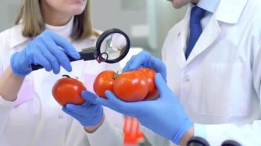 Meyve ve sebzeleri inceleyen ve böcek ilacı ve nitrat analizi yapan laboratuvar çalışanları..