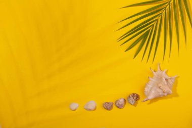 Palmiye yaprağının üst görüntüsü ve sarı arka planda palmiye yaprağı gölgesinde deniz kabukları. Plaj tatili kavramı, deniz turu, sıcak güneşli yaz. Reklam alanı