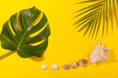 Canavar ve palmiye yapraklarının üst görüntüsü. Sarı arka planda deniz kabukları var. Plaj tatili kavramı, deniz turu, sıcak güneşli yaz. Reklam alanı