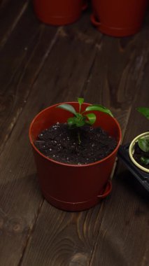 Dikey çekim. Toprakla dolu kahverengi bir tencereye yakın çekim ve ortasında bir fide var. Bir insan toprağı malayla doldurur, ve sonra bitkinin etrafındaki toprağı elleriyle düzleştirir.