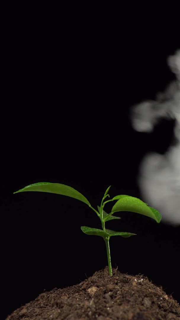 Vertical shot. Close up of a small seedling of houseplant on the ground in smoke isolated on black background. Concept of air pollution, exhaust gases, environmental protection, ecology — Stock Video