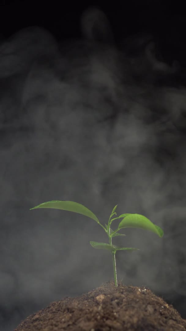 Tiro vertical. Feche de uma pequena planta cultivada de sementes da planta de sala no chão na fumaça isolada no fundo preto. Conceito de poluição atmosférica, gases de escape, protecção do ambiente, ecologia — Vídeo de Stock