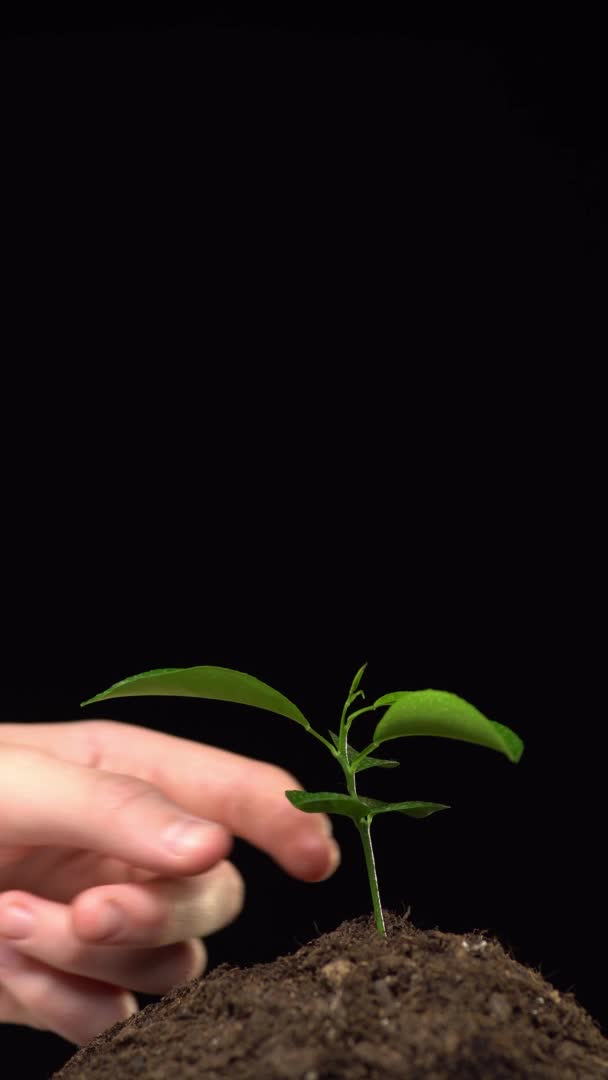 Disparo vertical. Primer plano de una pequeña plántula de planta en el suelo aislada sobre fondo negro. Un hombre saca una planta con su raíz del suelo. Concepto de protección del medio ambiente — Vídeo de stock