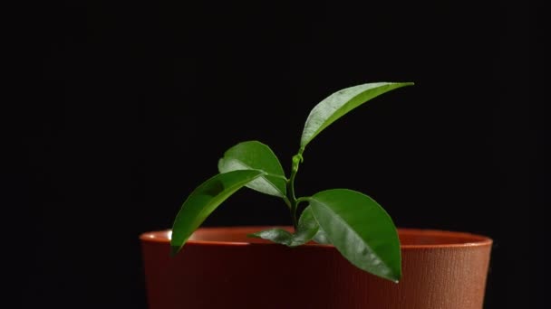 Close up of seedling in brown pot. The person puts the earth in the pot with a trowel holding the plant, and then rams the soil with his hands — Stock Video