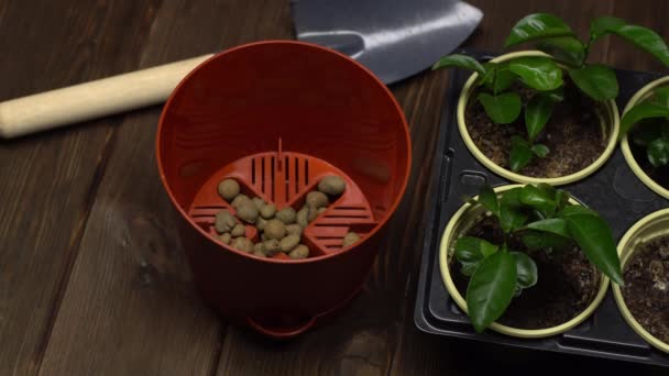 Sluiten van lege bruine pot naast troffel en lade met zaailingen. Persoon zet drainage met zijn hand in de bruine pot — Stockvideo
