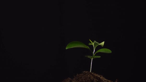 黒の背景に隔離された一握りの土壌中の小さな植物を閉じます。人は地面から根のある植物を取り、それを取り除きます。生態学、環境保護の概念 — ストック動画