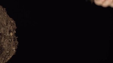 Dikey çekim. Toprağı siyah bir arkaplanla kapatın. El yere küçük bir bitki koyar. Çevrenin korunması, bitkilerin korunması, ekoloji