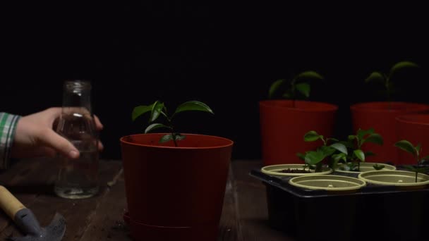 Persoon water plant in bruine pot uit glazen fles, zet de fles, neemt een troffel en voegt grond aan de pot en vervolgens niveaus en temt de bodem met zijn handen — Stockvideo