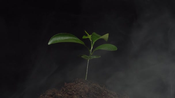 Крупним планом маленька рослина в жменьці грунту в димі ізольована на чорному тлі. Концепція екології, охорони навколишнього середовища, забруднення повітря, знищення рідкісних рослин — стокове відео