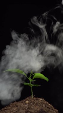 Dikey çekim. Siyah arka planda izole edilmiş dumanla kaplı bir ev bitkisinin küçük filizini kapat. Hava kirliliği kavramı, egzoz gazları, çevre koruma, ekoloji