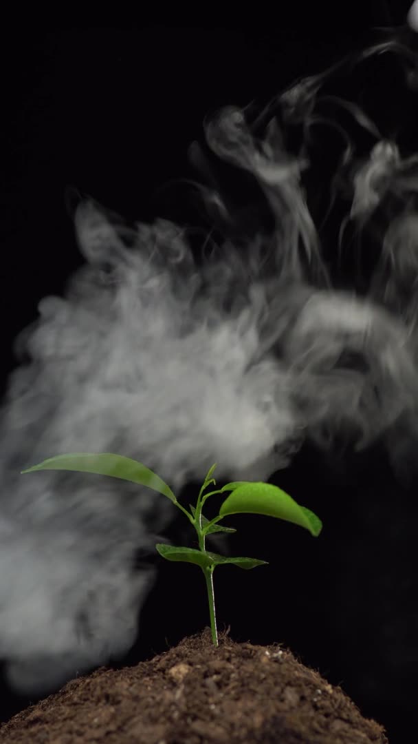 Tiro vertical. Feche de uma pequena planta cultivada de sementes da planta de sala no chão na fumaça isolada no fundo preto. Conceito de poluição atmosférica, gases de escape, protecção do ambiente, ecologia — Vídeo de Stock