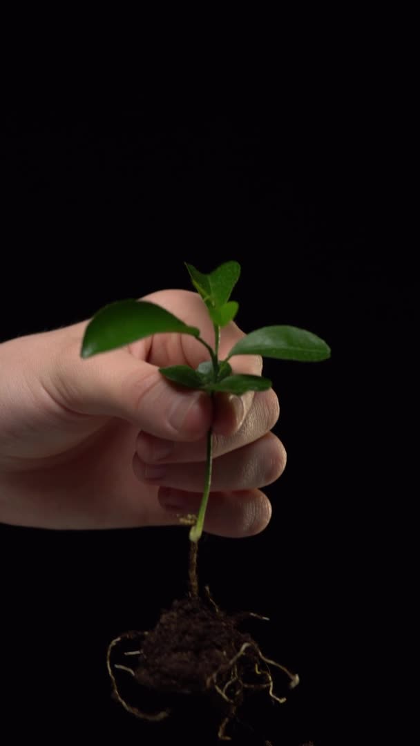 Tiro vertical. Feche a mão que aparece na moldura com a planta cultivada de sementes, segura-a e, em seguida, remove-a isolada no fundo preto — Vídeo de Stock