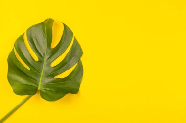 Sarı arka planda canavar yaprağının üst görüntüsü. Plaj tatili kavramı, deniz turu, sıcak güneşli yaz. Reklam alanı