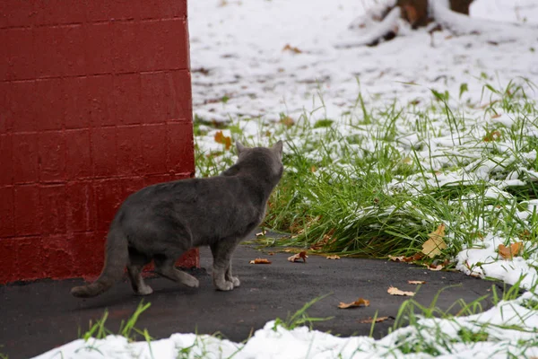 Grey cat on the hunt.