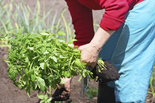 Planting tomatoes in the spring. Hands of an elderly woman closeup. In the hands of seedlings of tomatoes.