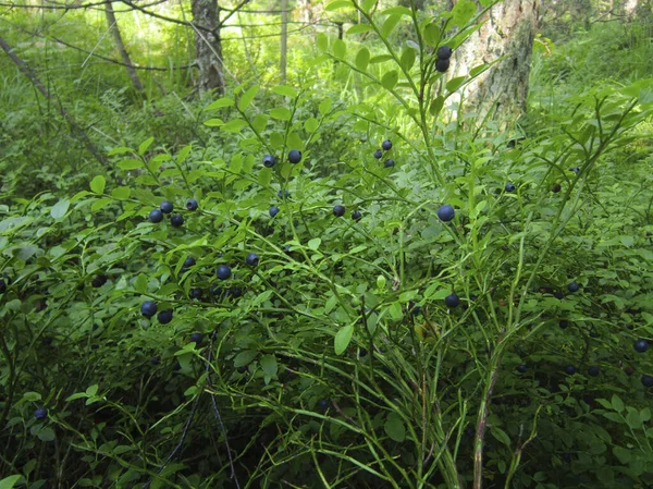 Bush with blueberries. A clearing in the forest where bushes grow with ripe blueberries.
