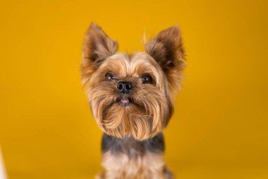 Sarı arka planda Yorkshire Terrier köpeği...