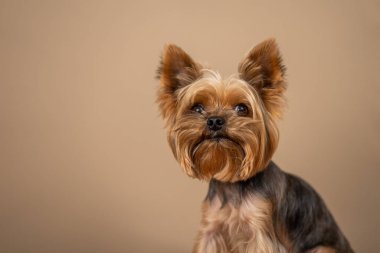 Baj arka planda Yorkshire Terrier köpeği