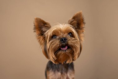 Baj arka planda Yorkshire Terrier köpeği