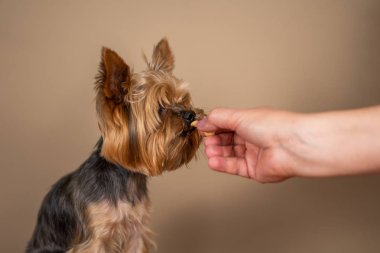 Baj arka planda Yorkshire Terrier köpeği