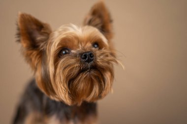 Baj arka planda Yorkshire Terrier köpeği