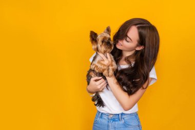 Kollarında sarı bir arka planda Yorkshire Teriyeri olan güzel bir kız.