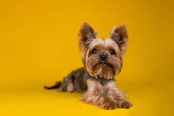 Yorkshire Terrier Cão Fundo Amarelo — Fotografia de Stock