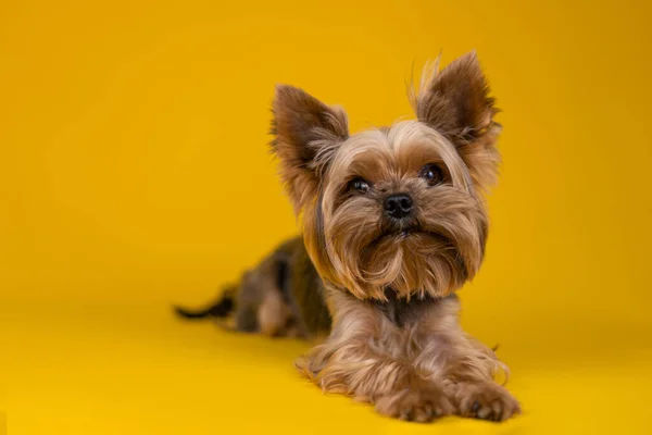 Yorkshire Terrier Σκυλί Κίτρινο Φόντο — Φωτογραφία Αρχείου