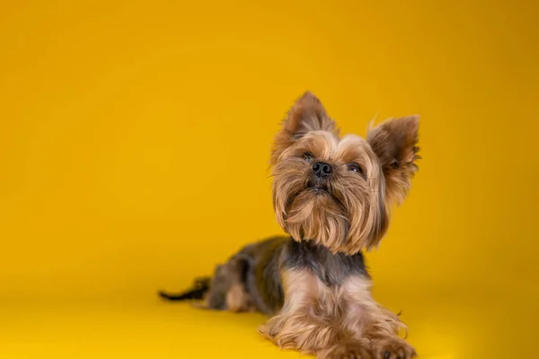 Sarı Arka Planda Yorkshire Terrier Köpeği — Stok fotoğraf