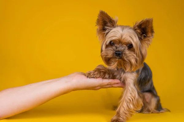 Yorkshire Terrier Σκυλί Δίνει Ένα Πόδι Ένα Κίτρινο Φόντο — Φωτογραφία Αρχείου