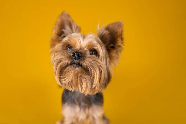 Sarı Arka Planda Yorkshire Terrier Köpeği — Stok fotoğraf