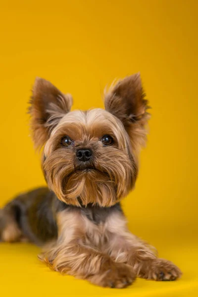 黄色の背景にヨークシャー テリアの犬 — ストック写真