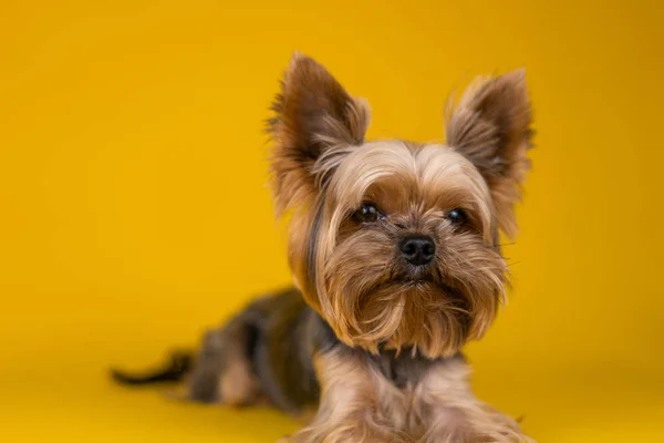 Sarı Arka Planda Yorkshire Terrier Köpeği — Stok fotoğraf