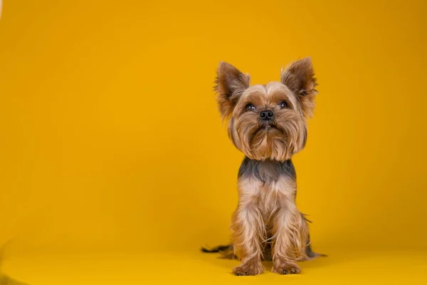 黄色の背景にヨークシャー テリアの犬 — ストック写真