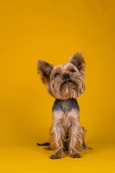 Yorkshire Terrier Kutya Sárga Alapon — Stock Fotó