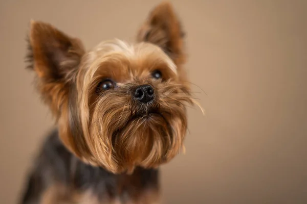 Yorkshire Terrier Kutya Egy Baige Háttér — Stock Fotó