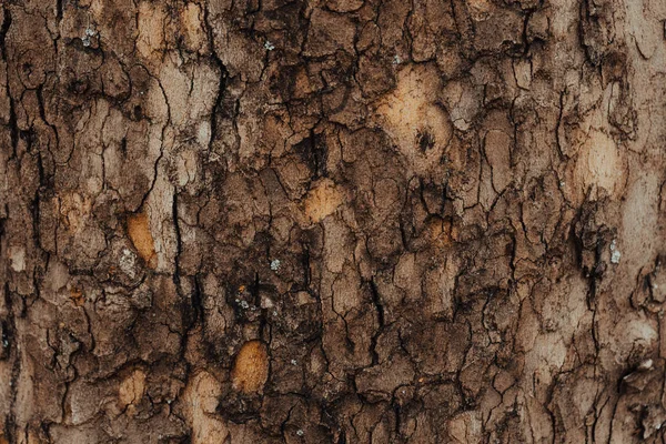 木の樹皮の背景 クローズアップ — ストック写真