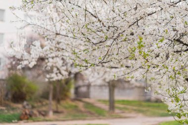Çiçek açan erik ağacı, kiraz ağacı parktaki beyaz çiçeklerle güzel çiçekler.