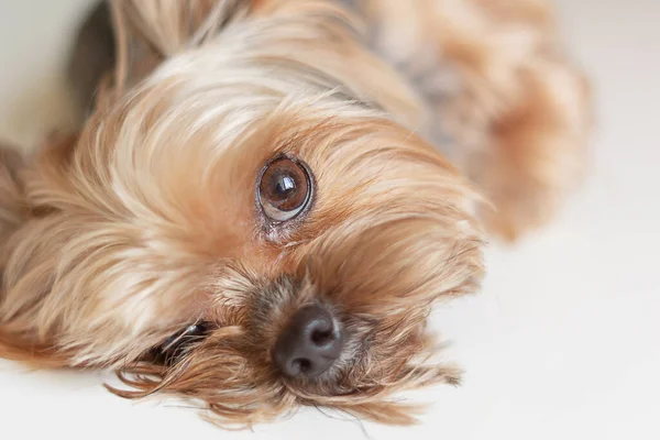 Собака Тер Йоркшир Білому Тлі — стокове фото