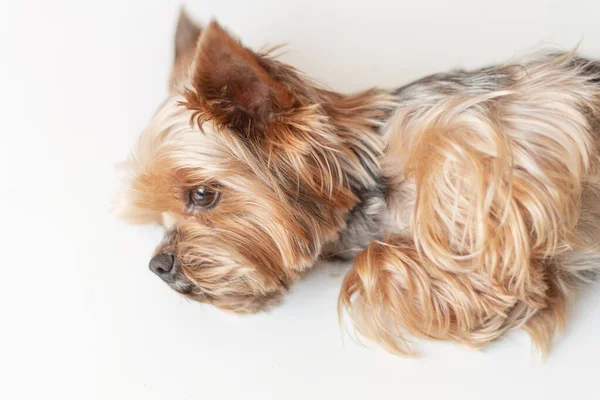 Yorkshire Terrier Pies Białym Tle Zbliżenie — Zdjęcie stockowe