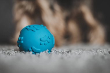 Gri halıda köpeklerle oynamak için top