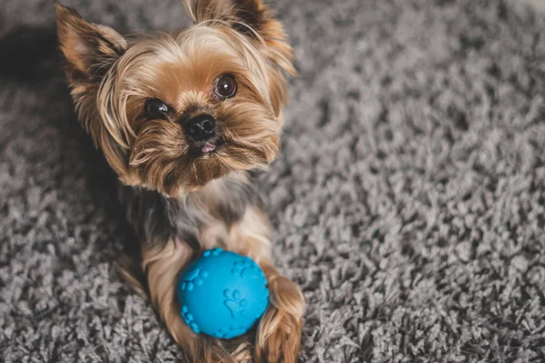 Yorkshire Terrier köpeği, gri bir halıda mavi bir top.