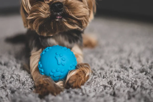 Yorkshire Terrier köpeği, gri bir halıda mavi bir top.