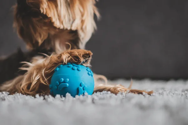 Yorkshire Terrier köpeği, gri bir halıda mavi bir top.