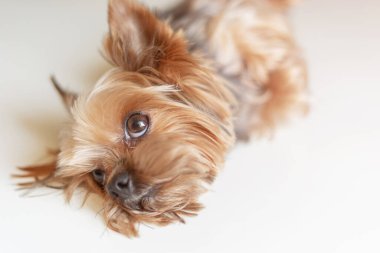 Beyaz arka planda Yorkshire Terrier köpeği
