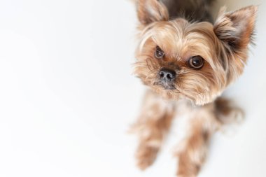 Beyaz arka planda Yorkshire Terrier köpeği