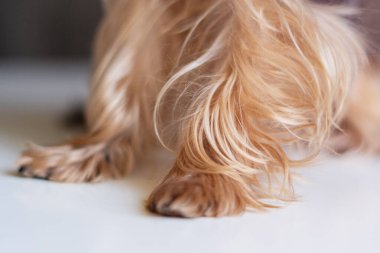 Pençe köpeği Yorkshire Teriyeri beyaz arka planda yakın plan