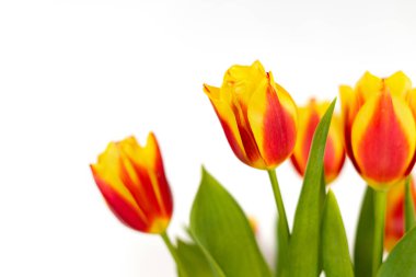 Beyaz arkaplandaki laleler izole et