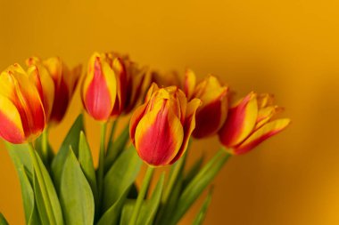 Sarı arka planda laleler