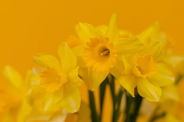 Narcisos Sobre Fondo Amarillo — Foto de Stock